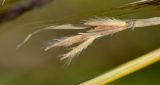 Hyparrhenia hirta