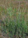 Elytrigia repens. Цветущие растения. Московская обл., Раменский р-н, окр. ж.-д. платформы Хрипань, окраина поля. 13.07.2013.