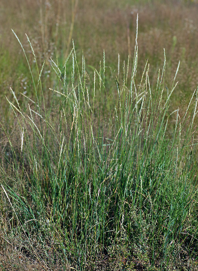 Изображение особи Elytrigia repens.