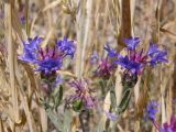 Centaurea depressa. Верхушки побегов с соцветиями. Крым, окр. Белогорска, поле. 23 июня 2009 г.