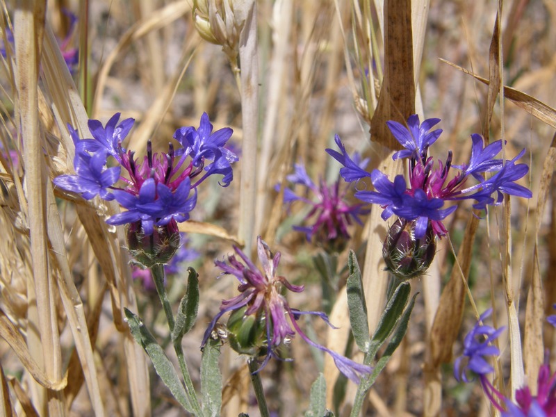 Изображение особи Centaurea depressa.