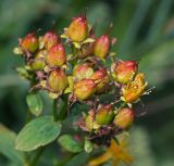 Hypericum maculatum