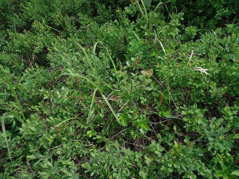 Image of Salix fuscescens specimen.