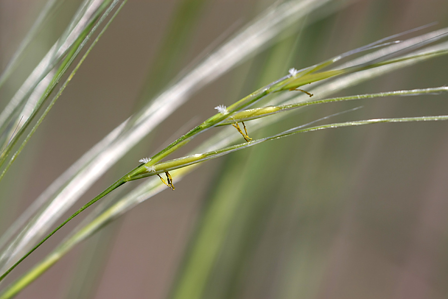 Изображение особи род Stipa.