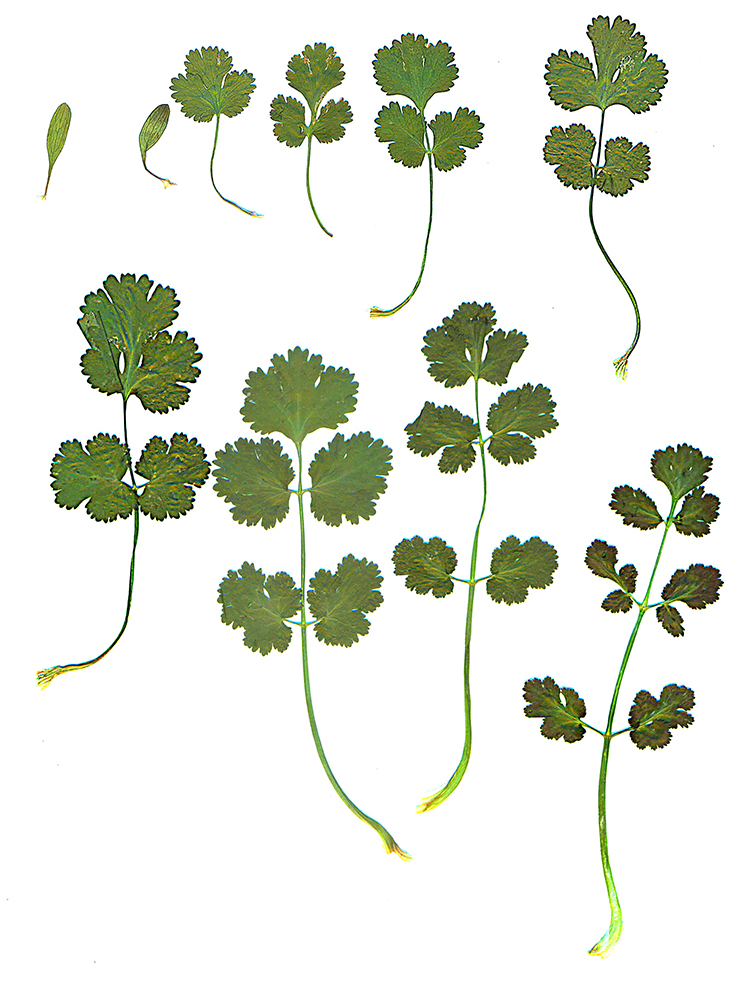 Image of Coriandrum sativum specimen.