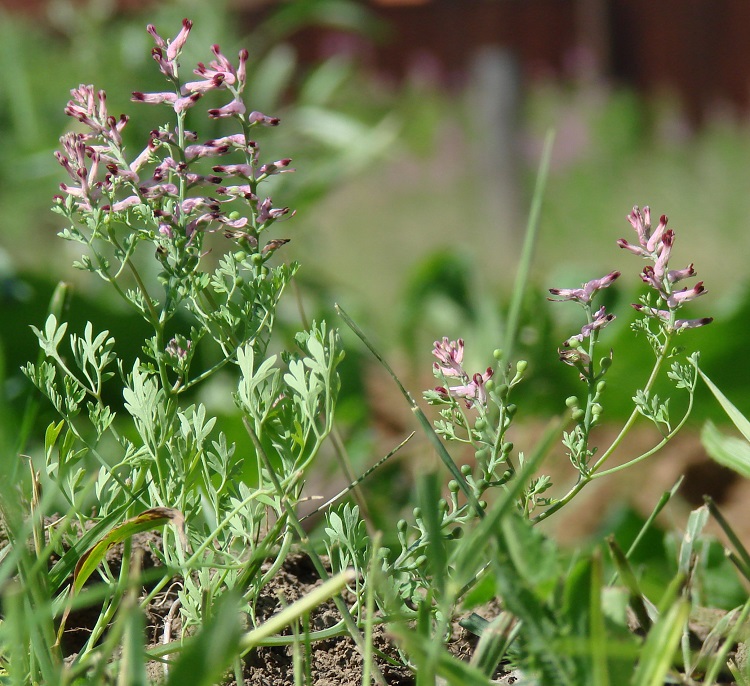 Image of Fumaria officinalis specimen.