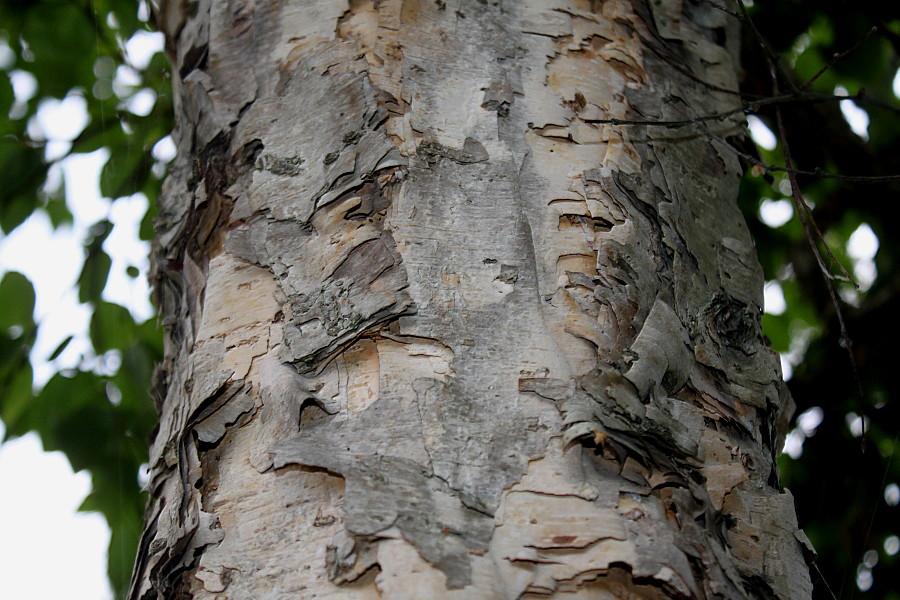 Изображение особи Betula dauurica.