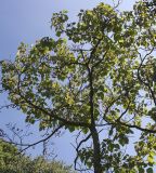 Paulownia fargesii