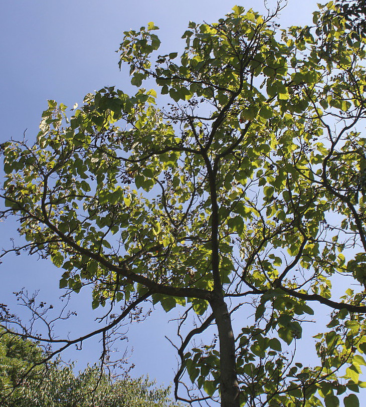 Изображение особи Paulownia fargesii.