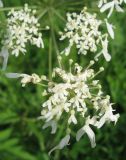 Heracleum dissectum. Цветки. Томская обл., окр. г. Томск, лесной луг. 02.07.2009.