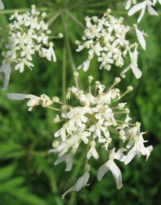 Image of Heracleum dissectum specimen.