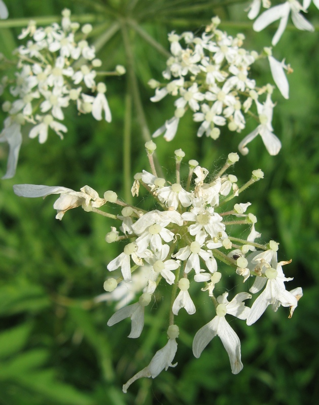 Изображение особи Heracleum dissectum.