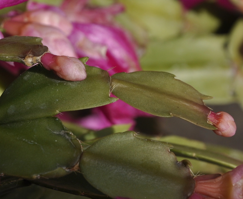 Image of Schlumbergera × buckleyi specimen.