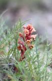 Orobanche centaurina. Цветущее растение среди листьев Lamyra echinocephala. Крым, Бахчисарайский р-н, пос. Куйбышево, склон горы Утюг. 27.06.2013.