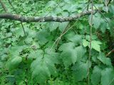 Actaea spicata