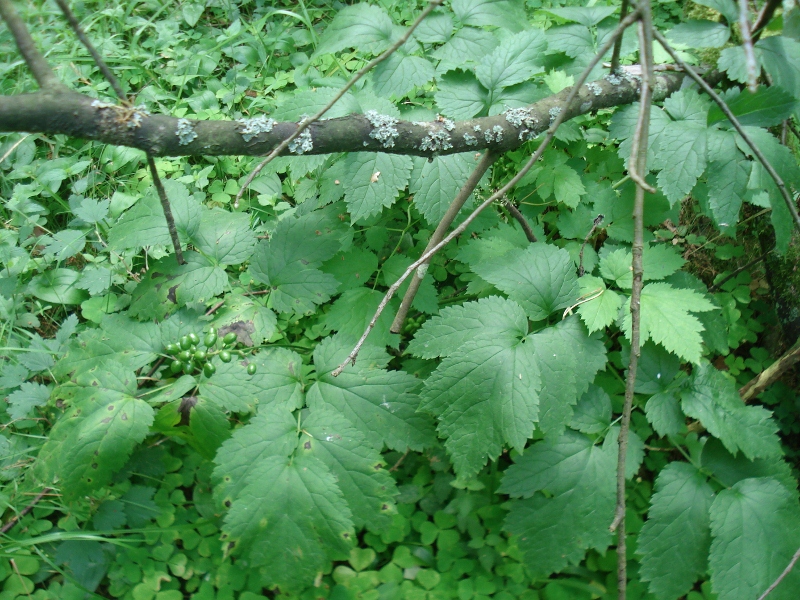 Image of Actaea spicata specimen.