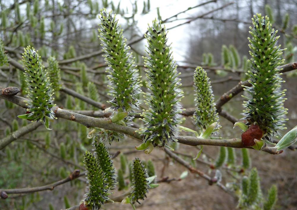 Image of Salix caprea specimen.