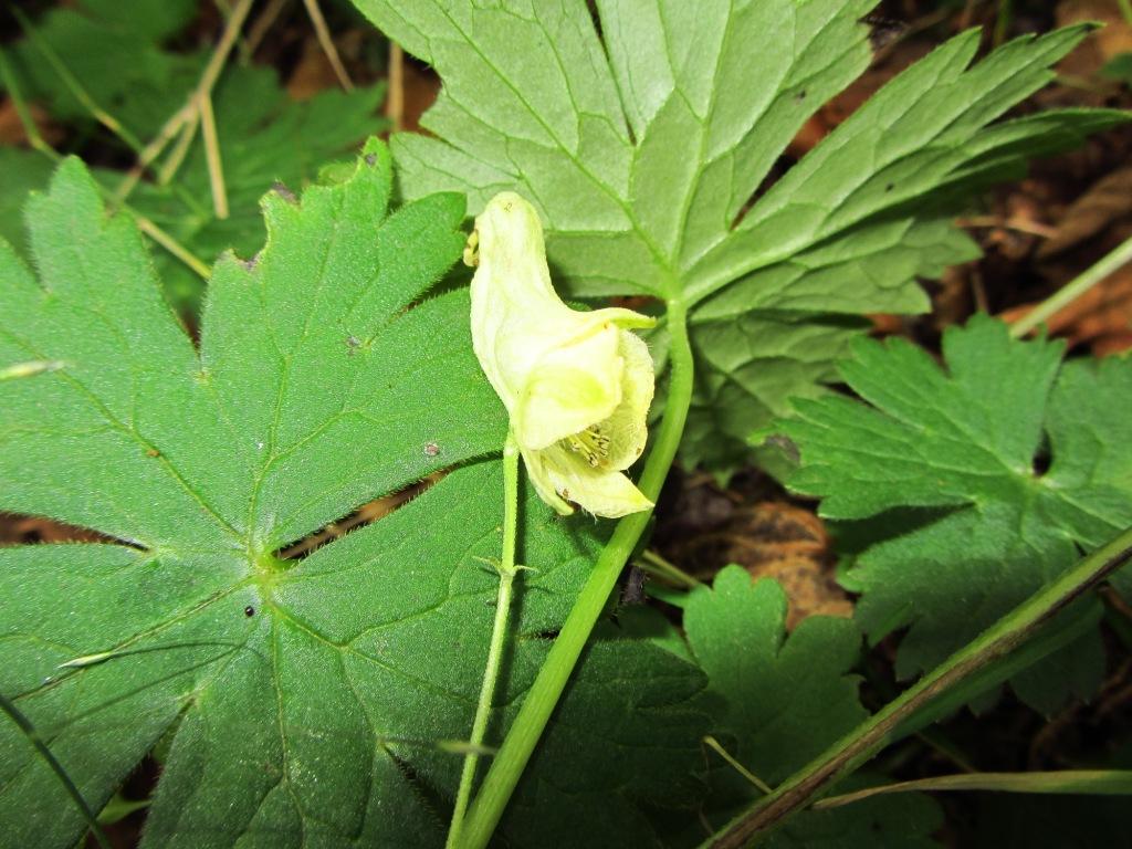 Изображение особи Aconitum ajanense.