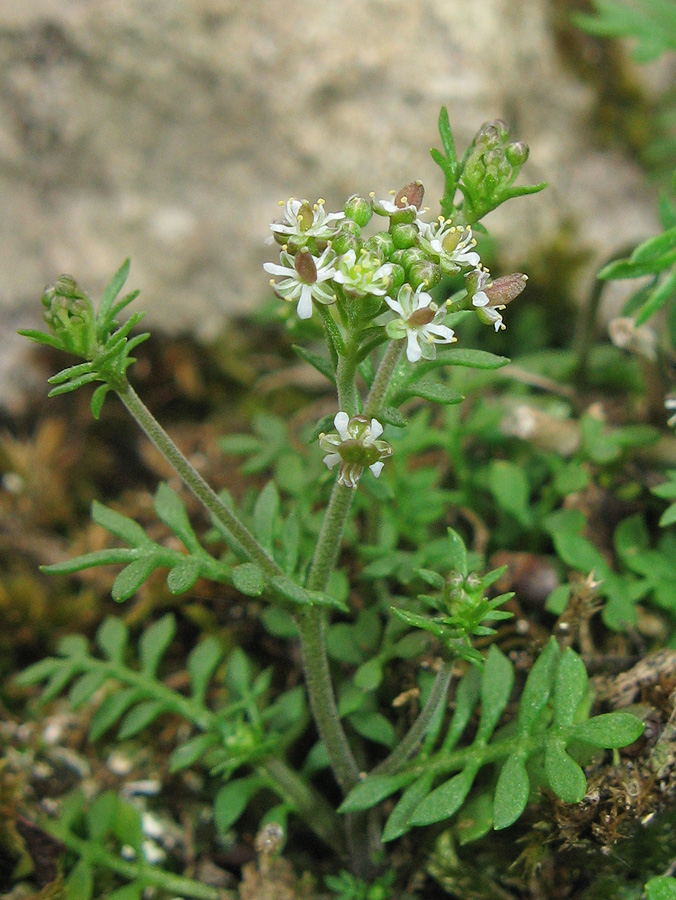 Изображение особи Hornungia petraea.