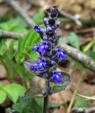 Ajuga reptans