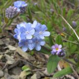 Myosotis lithospermifolia. Соцветия. Краснодарский край, м/о Анапа, окр. пос. Бол. Утриш, фисташково-можжевеловое редколесье. 05.04.2014.