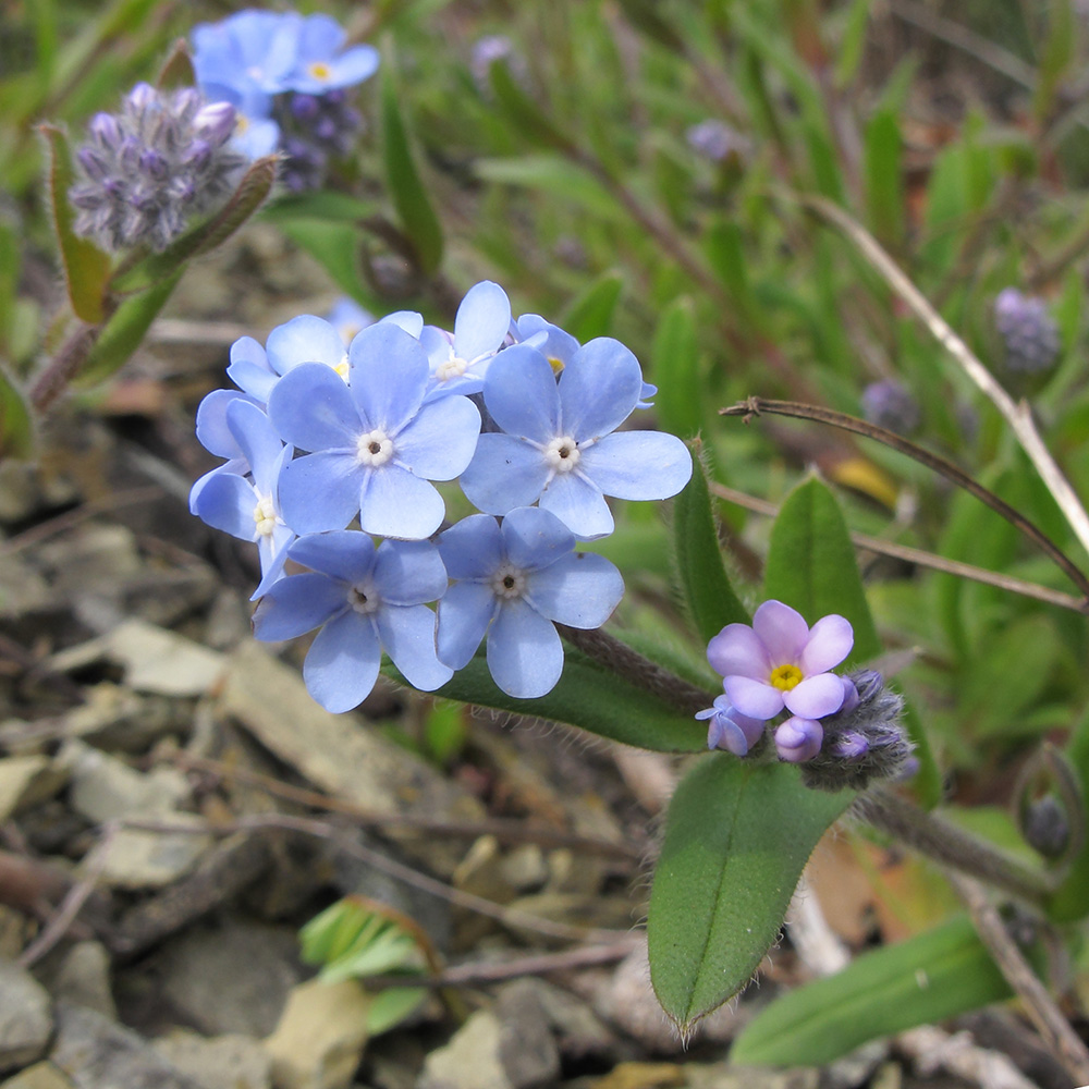 Image of Myosotis lithospermifolia specimen.