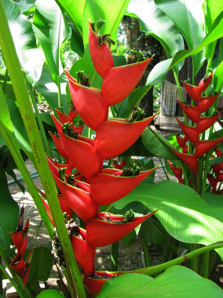 Image of Heliconia stricta specimen.