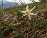 Erythronium caucasicum