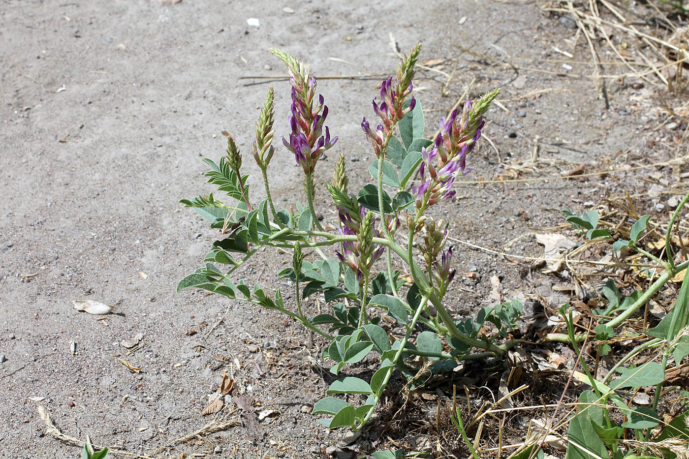 Изображение особи Glycyrrhiza aspera.