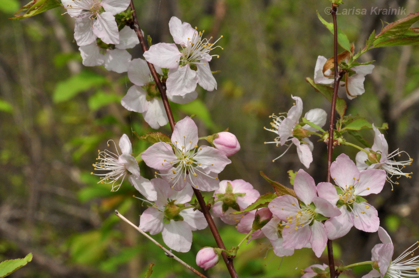 Изображение особи Cerasus glandulosa.