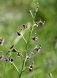 Scrophularia bicolor. Часть соцветия. Словения, между дер. Sočerga и Dvori, остепнённый луг на вершине горы. 09.05.2014.