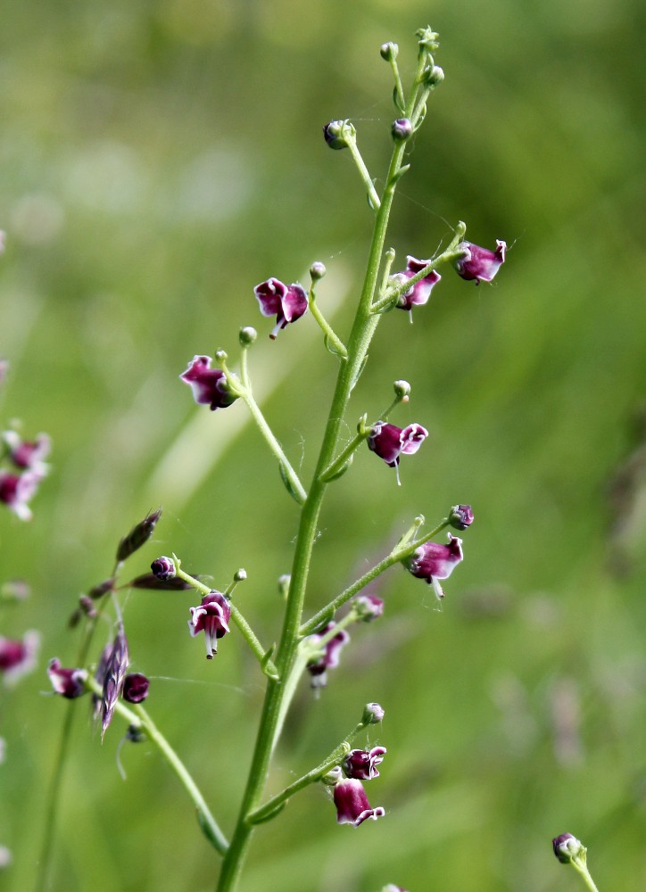 Изображение особи Scrophularia bicolor.