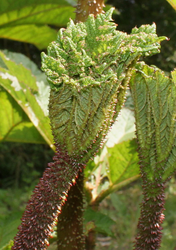 Image of Gunnera tinctoria specimen.