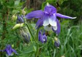 Aquilegia olympica