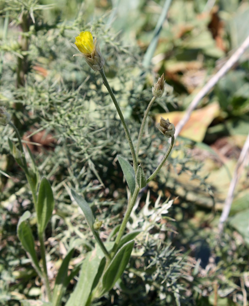 Image of Catananche lutea specimen.