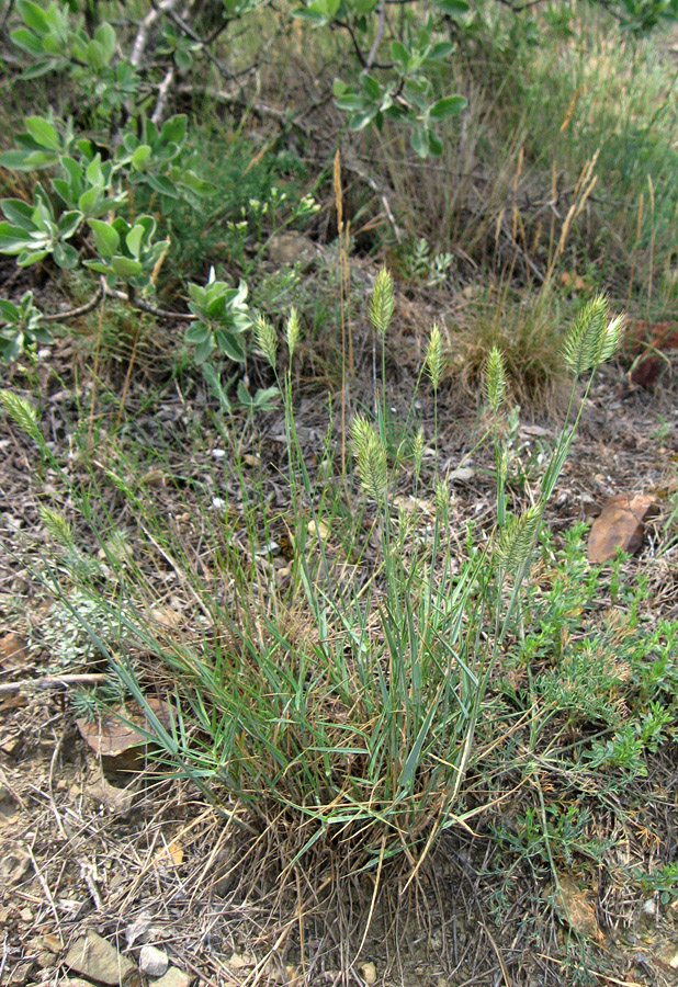 Image of Agropyron pinifolium specimen.