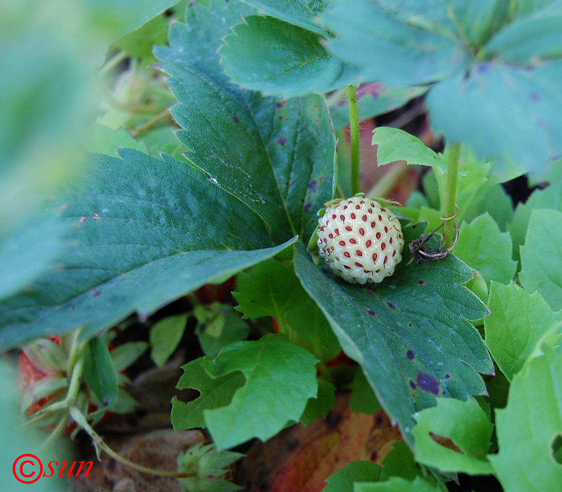 Image of Fragaria × ananassa specimen.