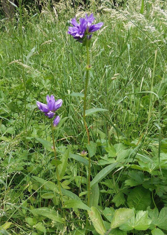 Изображение особи Campanula glomerata.