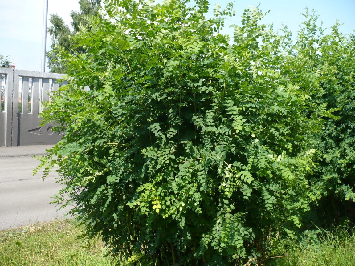 Изображение особи Amorpha fruticosa.