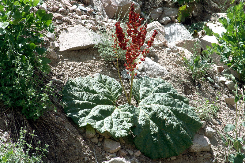 Image of Rheum maximowiczii specimen.