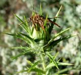 Carthamus lanatus