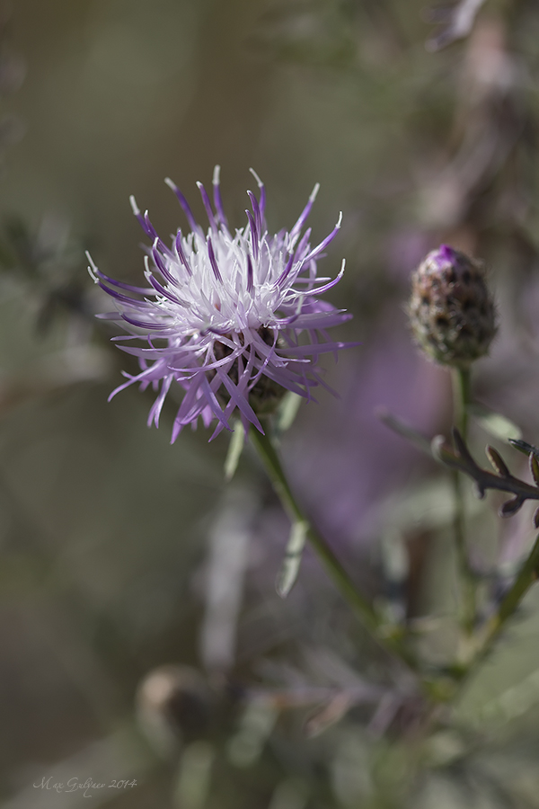 Image of Centaurea stoebe specimen.