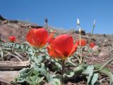 Tulipa alberti