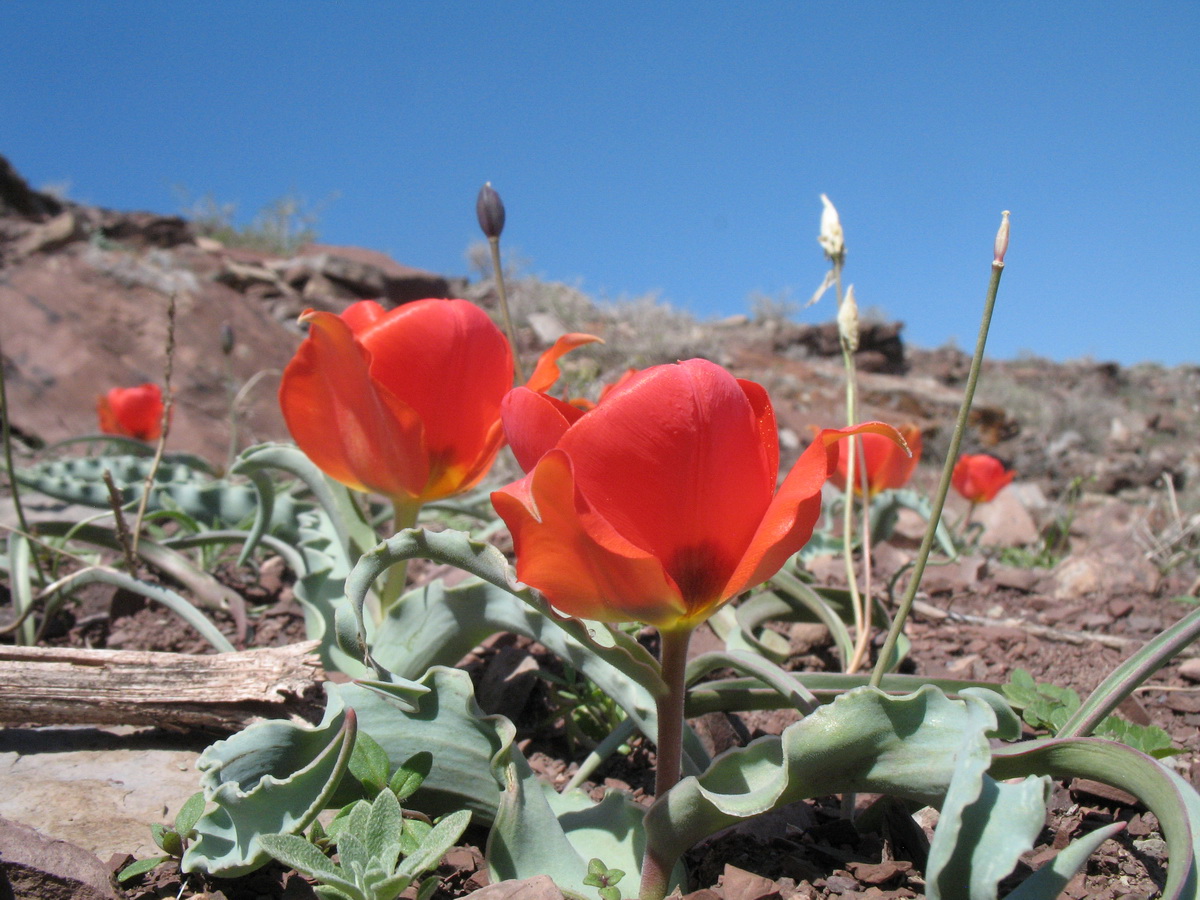 Изображение особи Tulipa alberti.