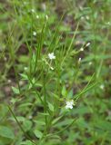 Epilobium pseudorubescens