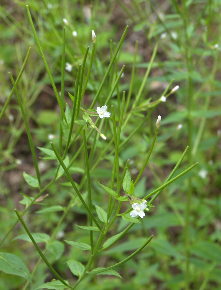 Изображение особи Epilobium pseudorubescens.