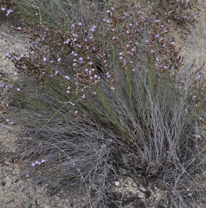 Image of Limonium virgatum specimen.