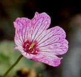 Geranium cinereum