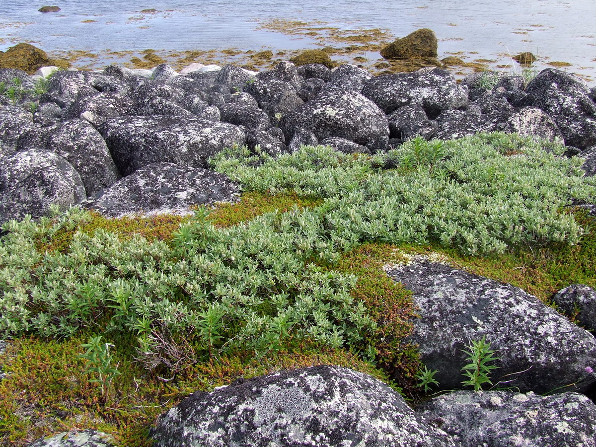 Изображение особи Salix glauca.