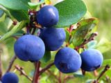 Vaccinium uliginosum. Ветвь со зрелыми плодами. Камчатский край.